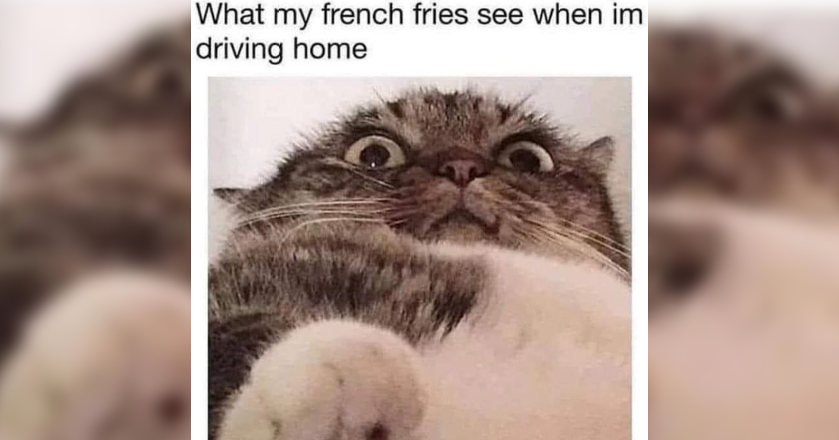 obese cat meme