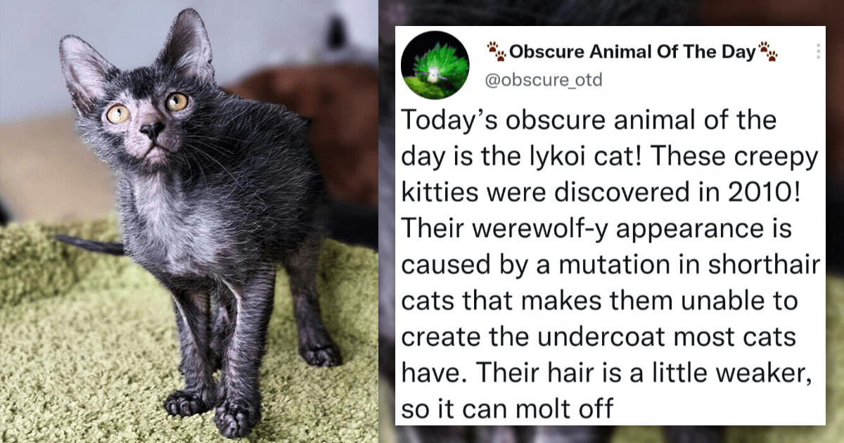Meet The Weirdest Animal Of The Day: The Lykoi Cat, Also Known As The ...