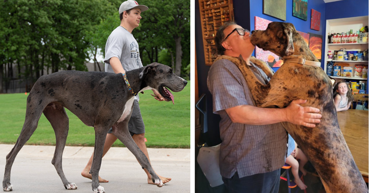 brown spotted great dane