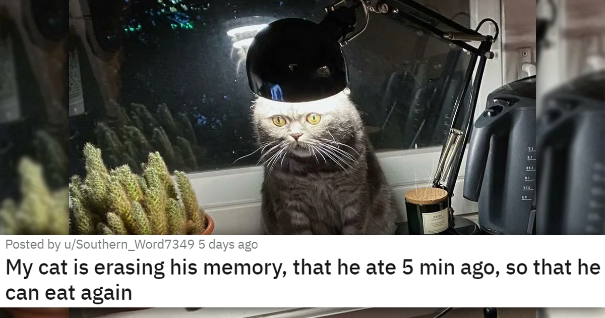 Cat Medley: Cuteness Galore, Funnies, Rescues, And Appreciation - I Can ...