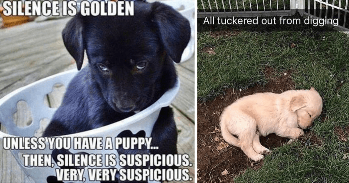 Rebellious Puppy Memes For New Puppy Parents To Relate To (24 Memes ...