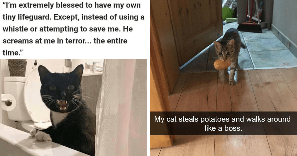 Hissterical Caturday Memes For Cats Who Have Ambitious World Domination ...