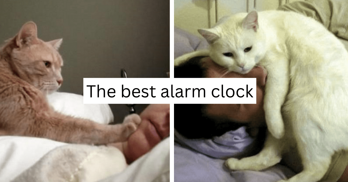 Friday Funnies Whoever Said The Perfect Alarm Clock Doesn't Exist