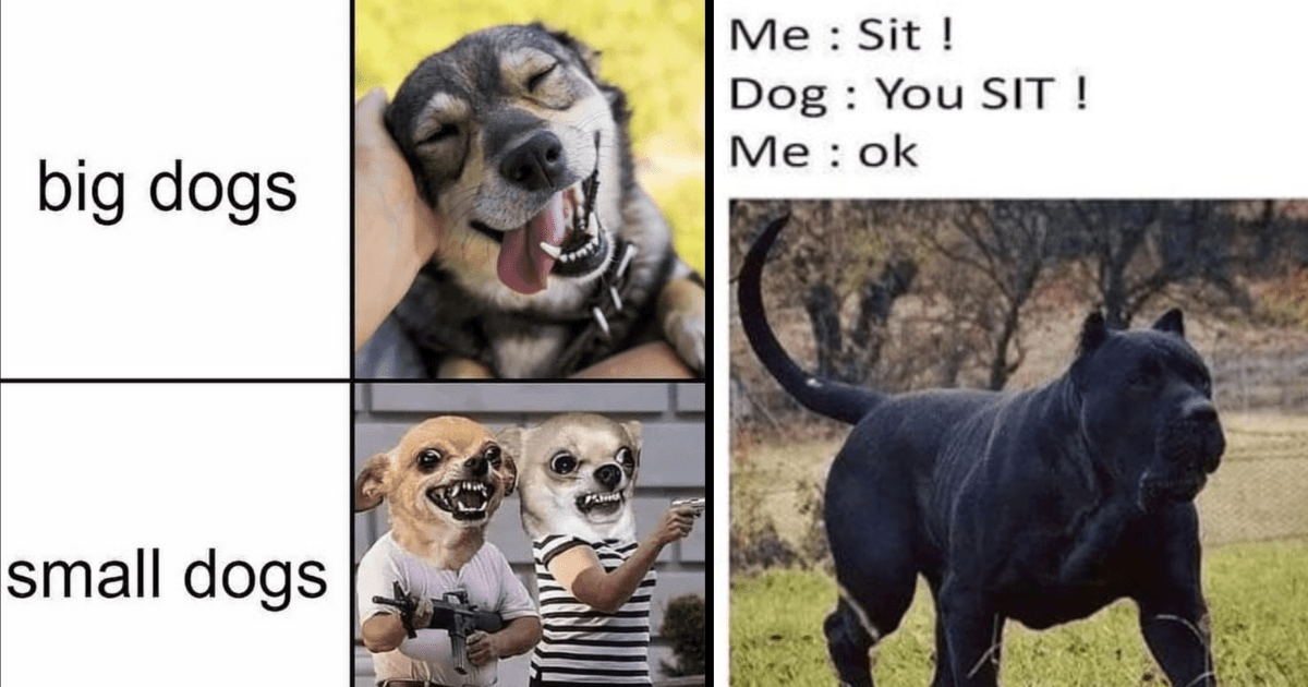 Small Dogs Vs Big Dogs Meme | peacecommission.kdsg.gov.ng