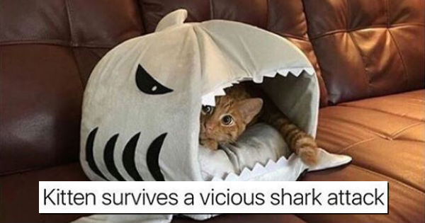 22 Cat Memes That Are Both Ridiculous and Hilarious - I Can Has