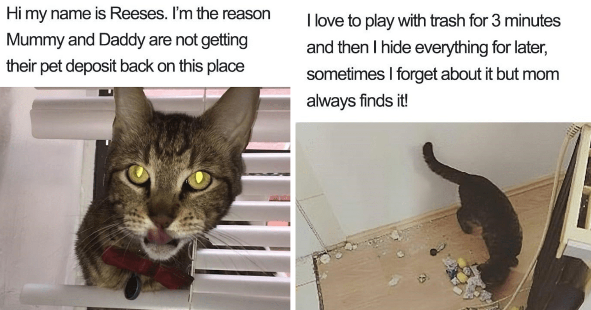 A Compilation Of 29 Cats Being Their True Selves (A.K.A Thieves And ...