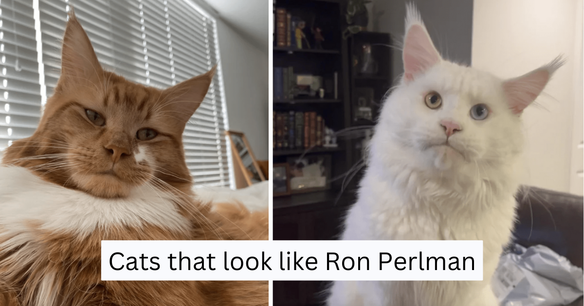 End The Weekend On A Good Note With Some Feline Appreciation 15 Cats