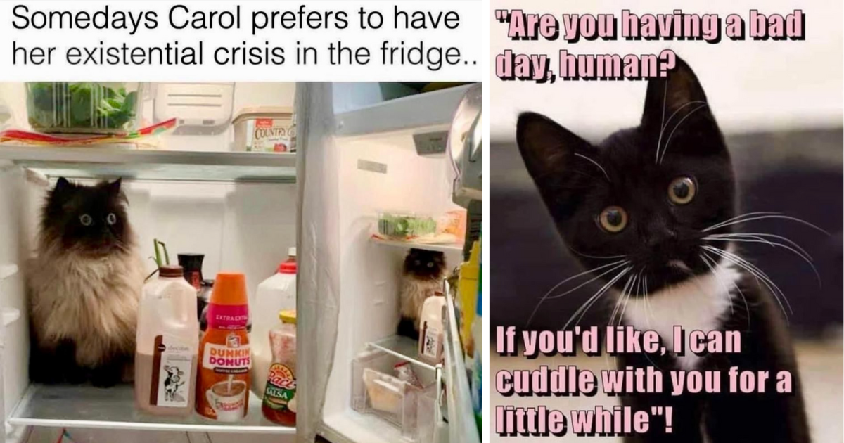 A Fresh And Funny Batch Of Cat Memes For You To Enjoy On Your Break ...