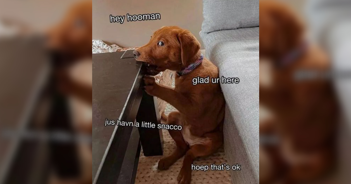 'Have you tried eating the couch?' Funniest Rebellious Dog Memes of