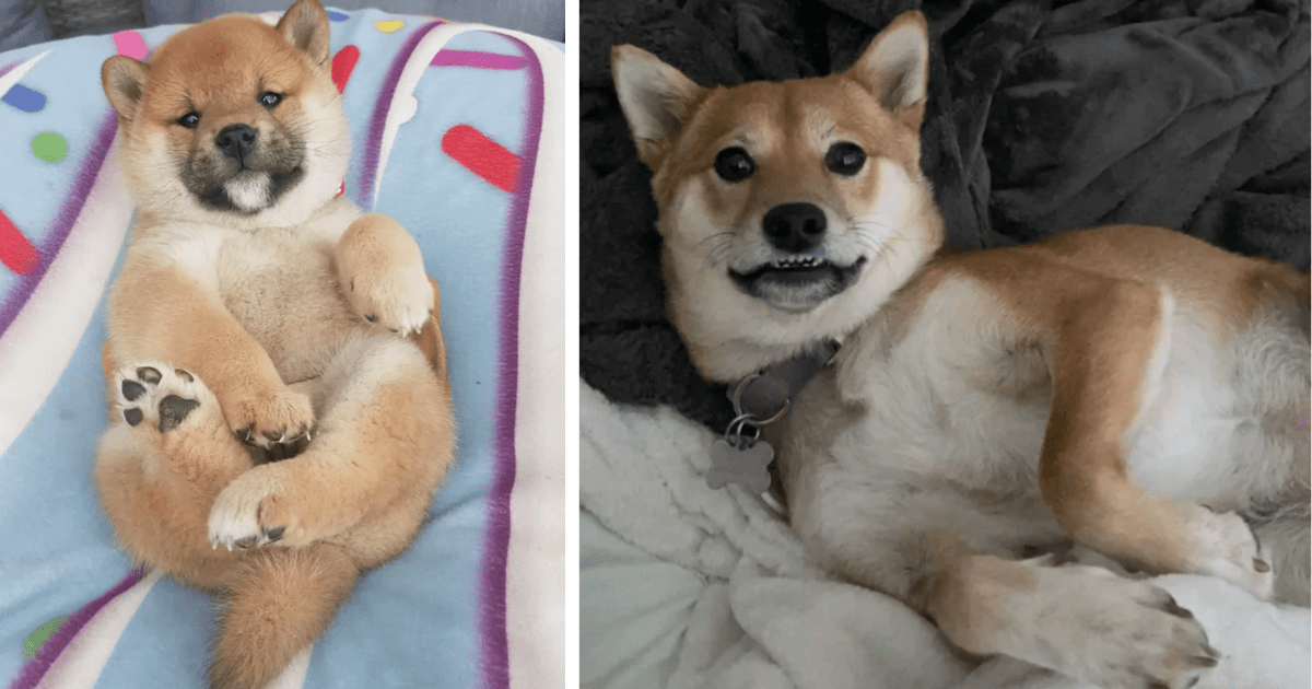 Shiba Inu  The Fandom Post