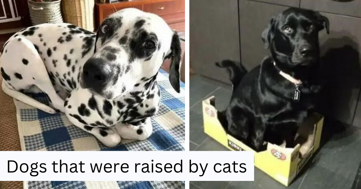 26 Dogs That Were Raised In CatDominated Households Animal Comedy