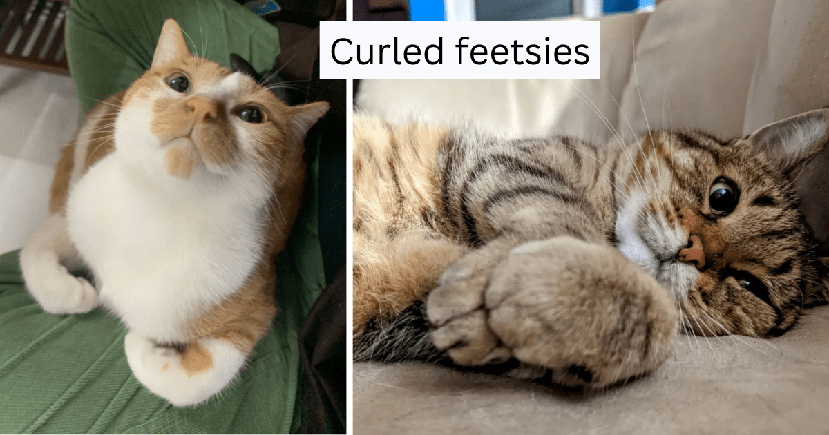 14 Very Cute Cats Curling In Their Feetsies And Toe Beans My Blog