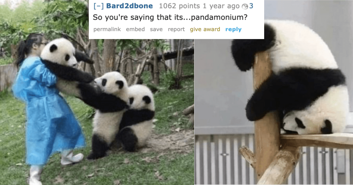 PANDAmonium - 20 Times We Witnessed Pandas Suffering The Consequences