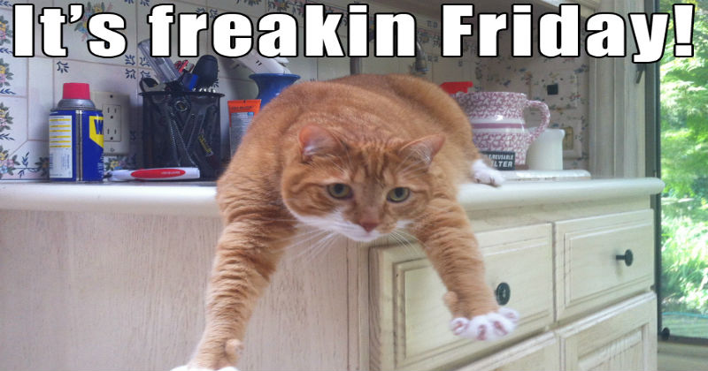 13 Animal Memes That Will Make You Say TGIF - I Can Has Cheezburger?