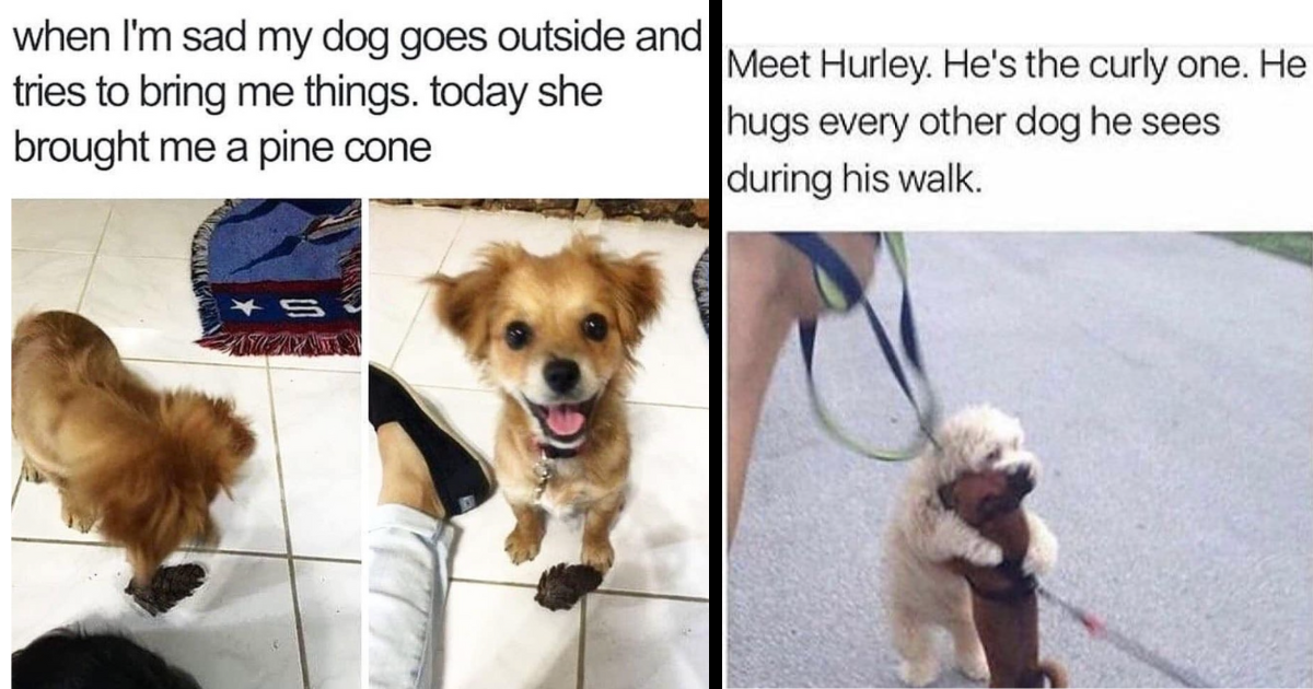 Weekly Doggo Delight: 17 Wholesome Memes For People Who Can Always Rely ...