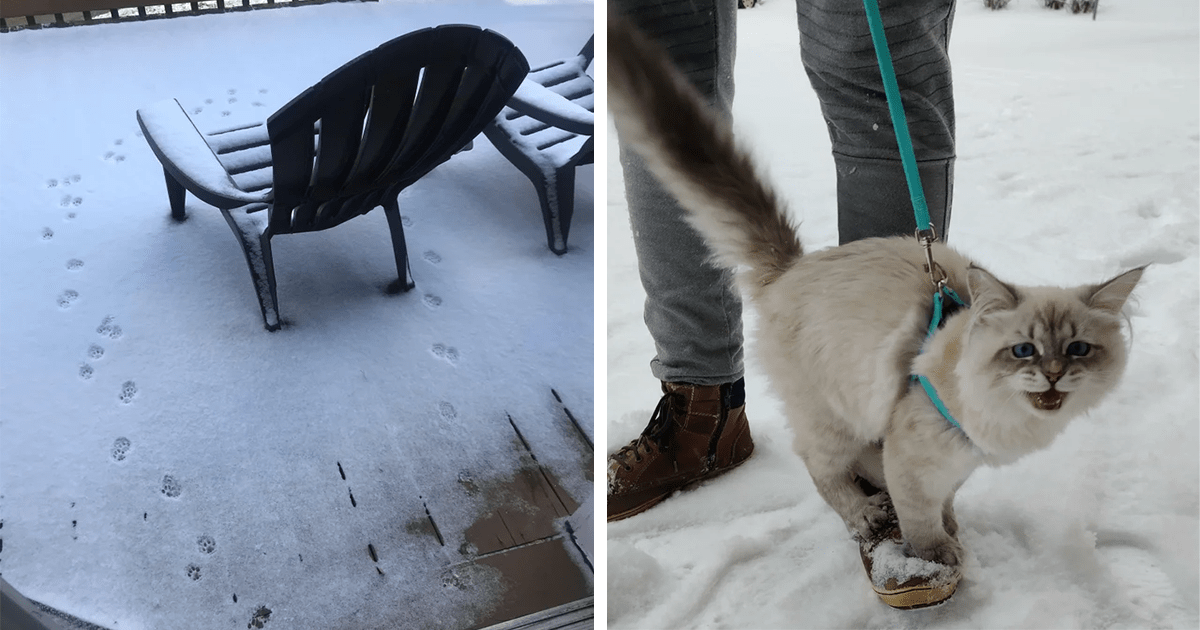 Circle Of Nope Hissterical Photos Of Cats Who Immediately Regretted