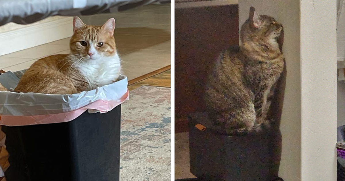 Most Ridiculously Places Cats Have Chosen To Sit