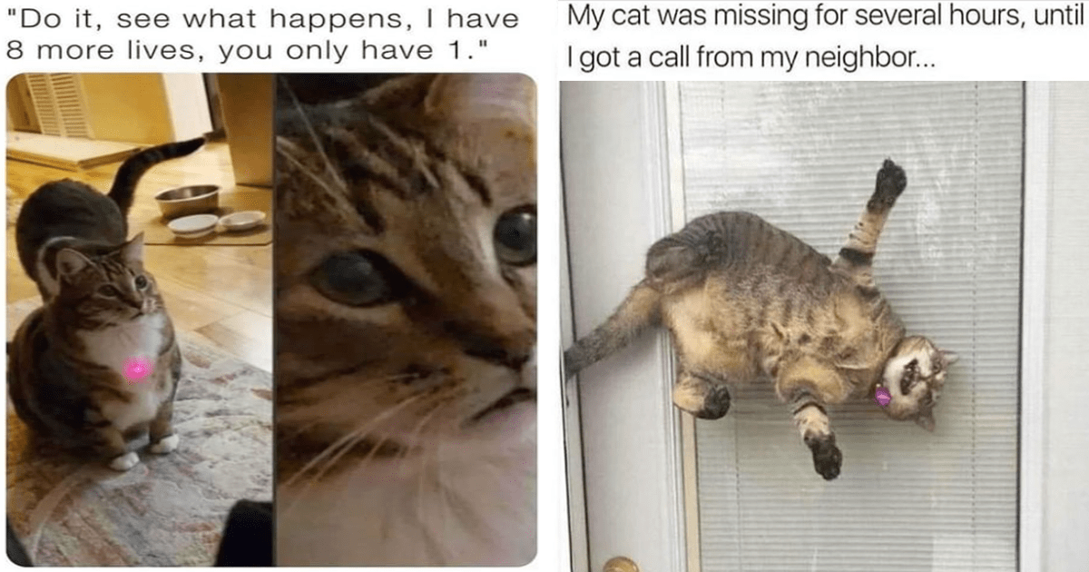 Halfway To Caturday: Purrfectly Funny Cat Memes And Tweets (November 30 ...