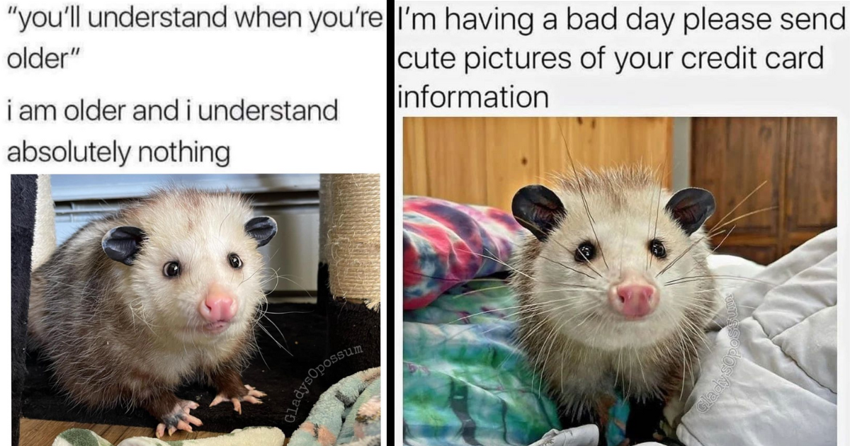 Hilarious Possum Memes For People Who Are Pretty Tired Of This Whole ...