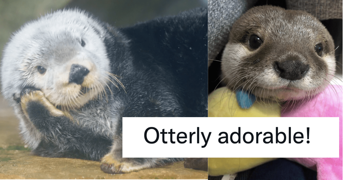 Otterly Famous - A Collection Of Photogenic Otters Worthy Of Their Own ...