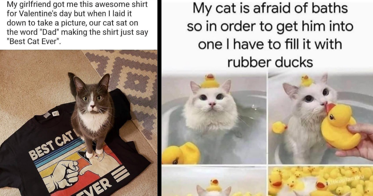 sinister cat meme