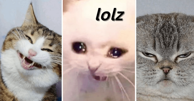 Silliest Cat Expressions That Illustrate Human Language In The Form Of Memes I Can Has 