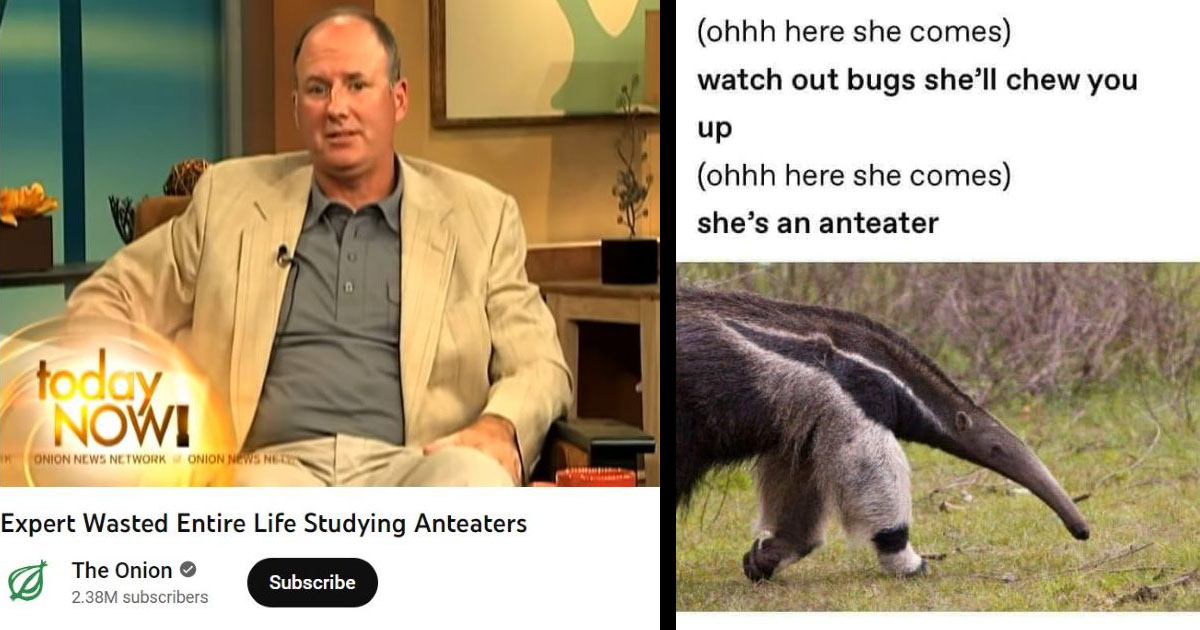 Anteater Memes For World Anteater Day Memebase Funny Memes