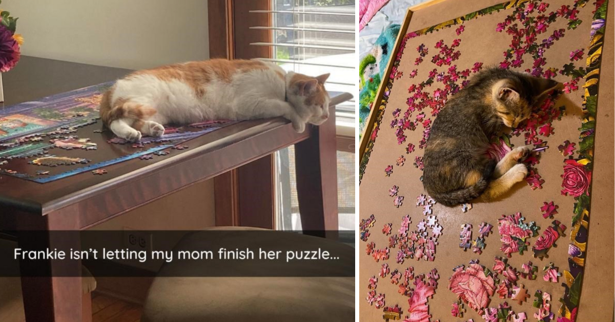 https://i.chzbgr.com/original/18578437/h96FACB6E/on-a-wooden-table-and-surrounded-by-puzzle-pieces-frankie-isnt-letting-my-mom-finish-her-puzzle