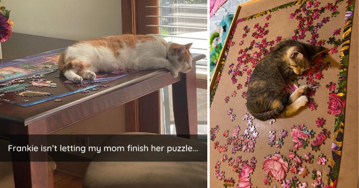 17 Puzzles On  That Actually Challenge Cats