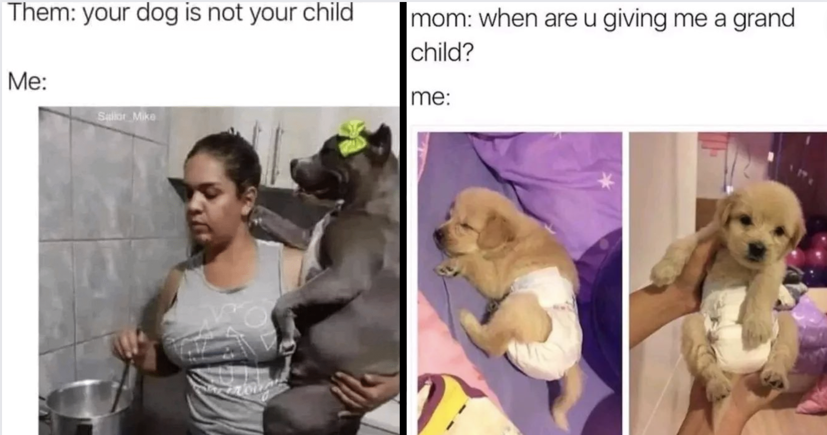 21 Very Funny Dog Memes For People Whose Dogs Are Their Literal Children -  Animal Comedy - Animal Comedy, funny animals, animal gifs