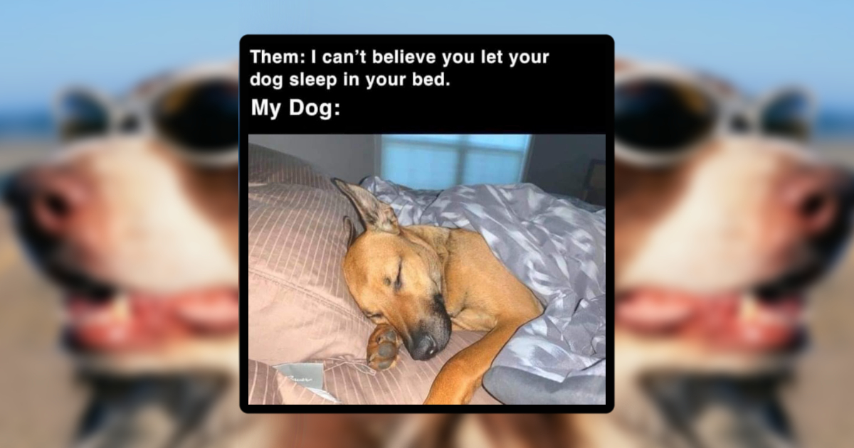 bad dog pictures with captions
