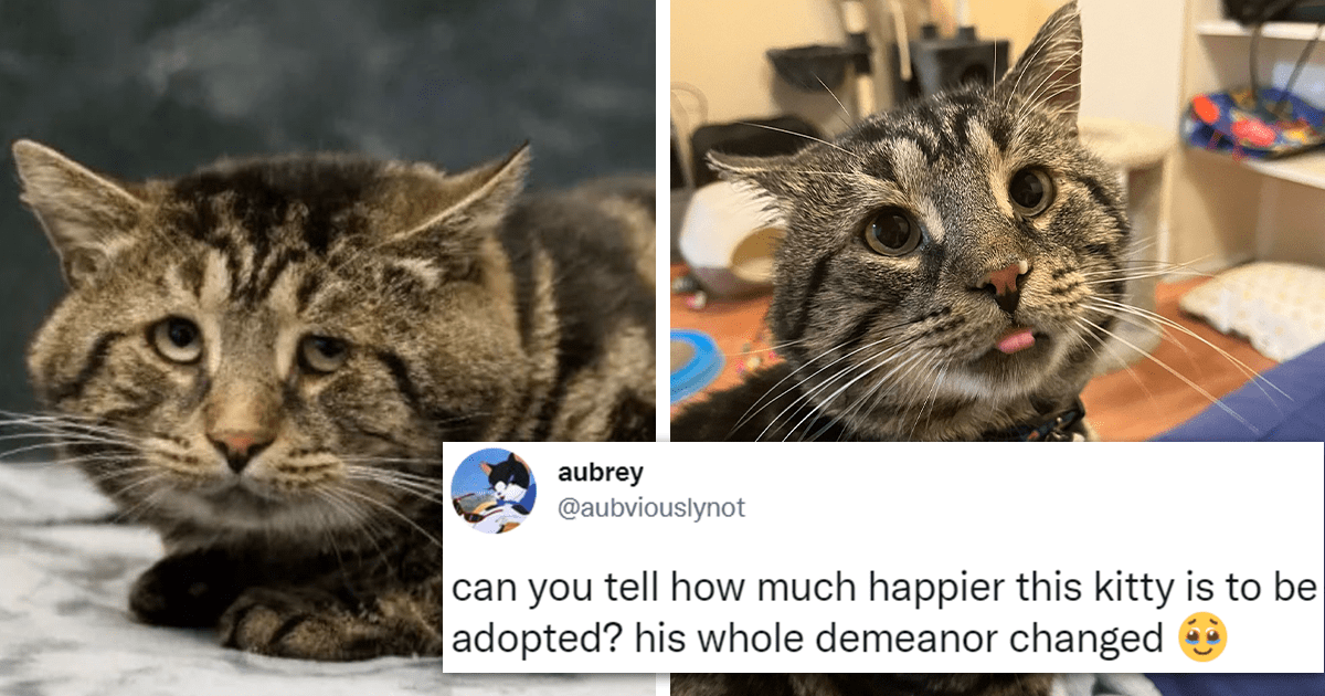 Twitter Thread: Cats Who Completely Transformed After Finding Their ...