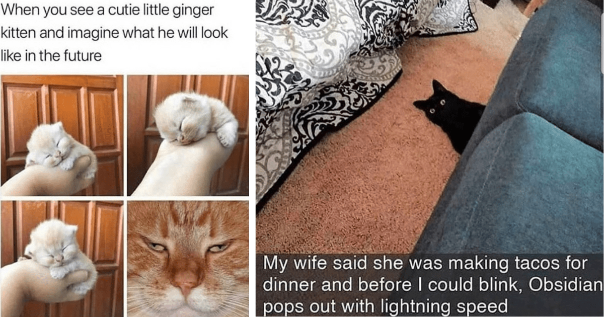 25+ Heartwarming Cat Memes For A Happy Hump Day - I Can Has Cheezburger?