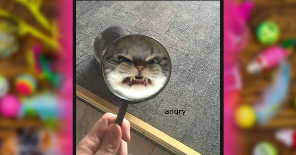 Angry Meme Cat - Rarible
