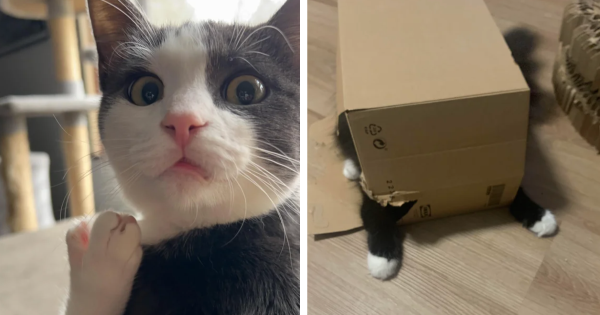 'What's wrong with your cat?': 17 Wackiest Cat Pics - I Can Has ...