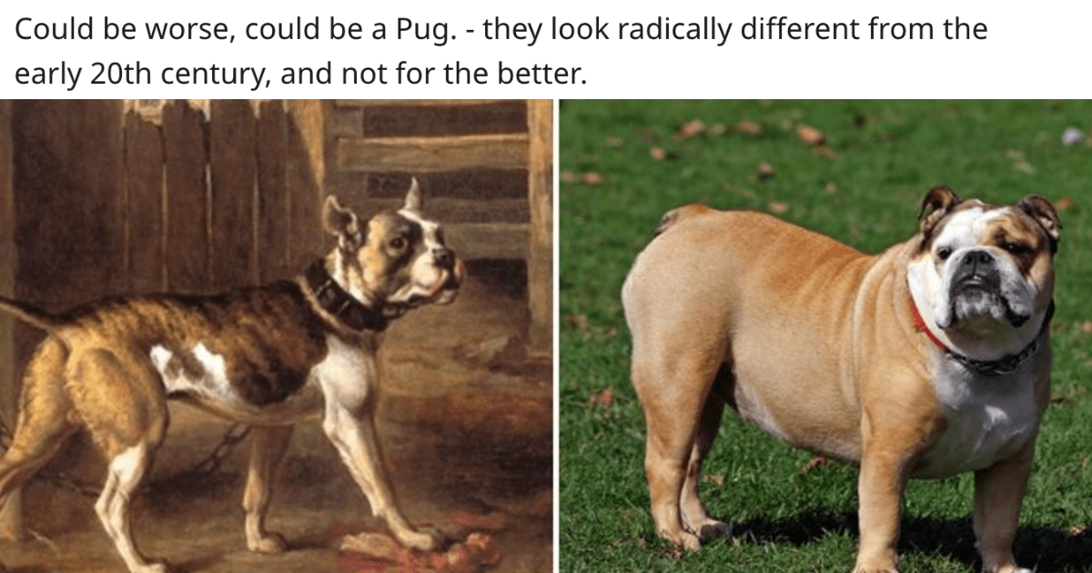 Thanks to inbreeding, bulldogs and pugs may not exist much longer