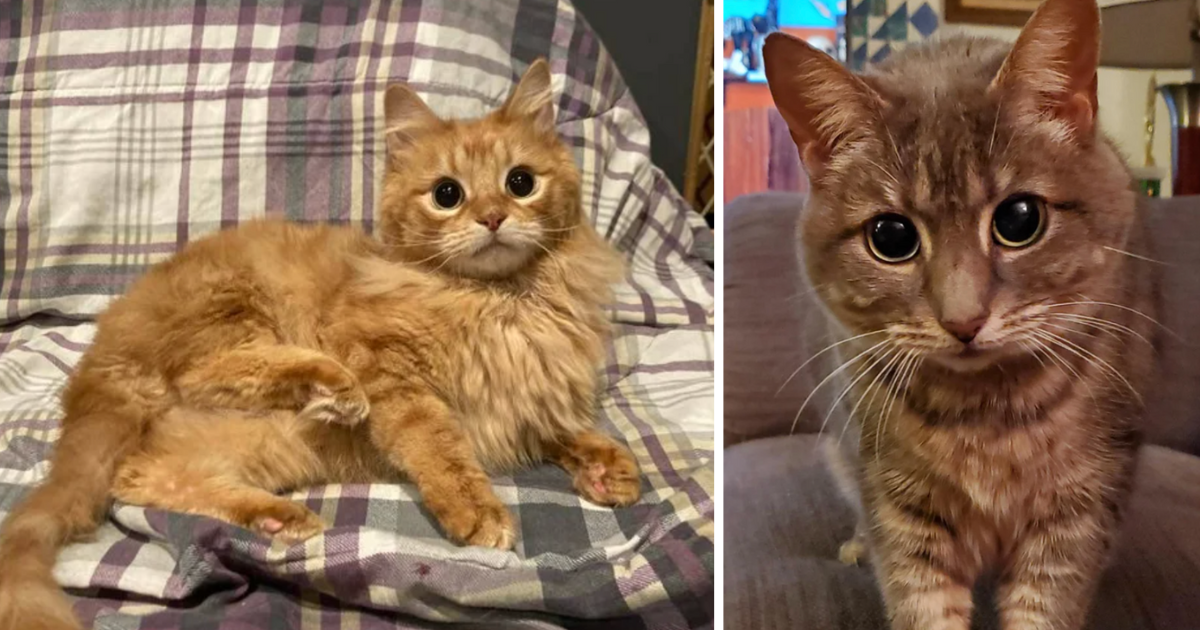 Puppy Dog Eyes But Make It Cats (17 Images) - I Can Has Cheezburger?