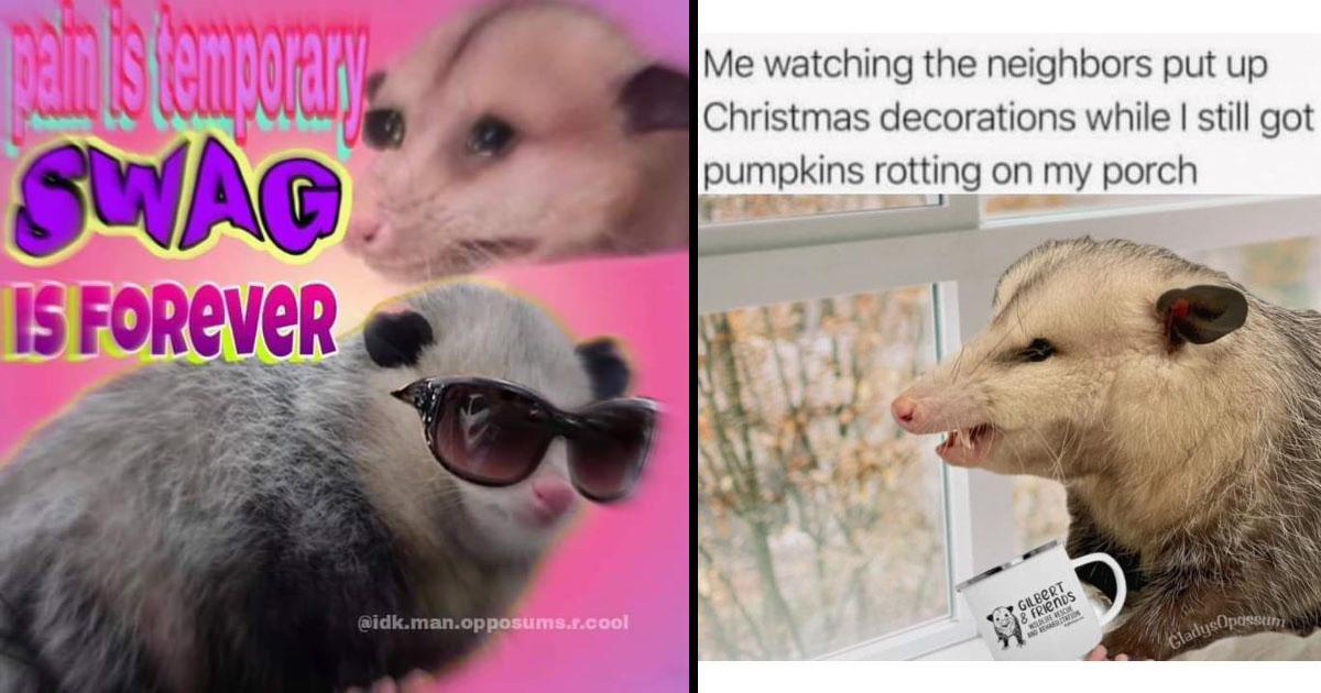 Possum best sale video funny