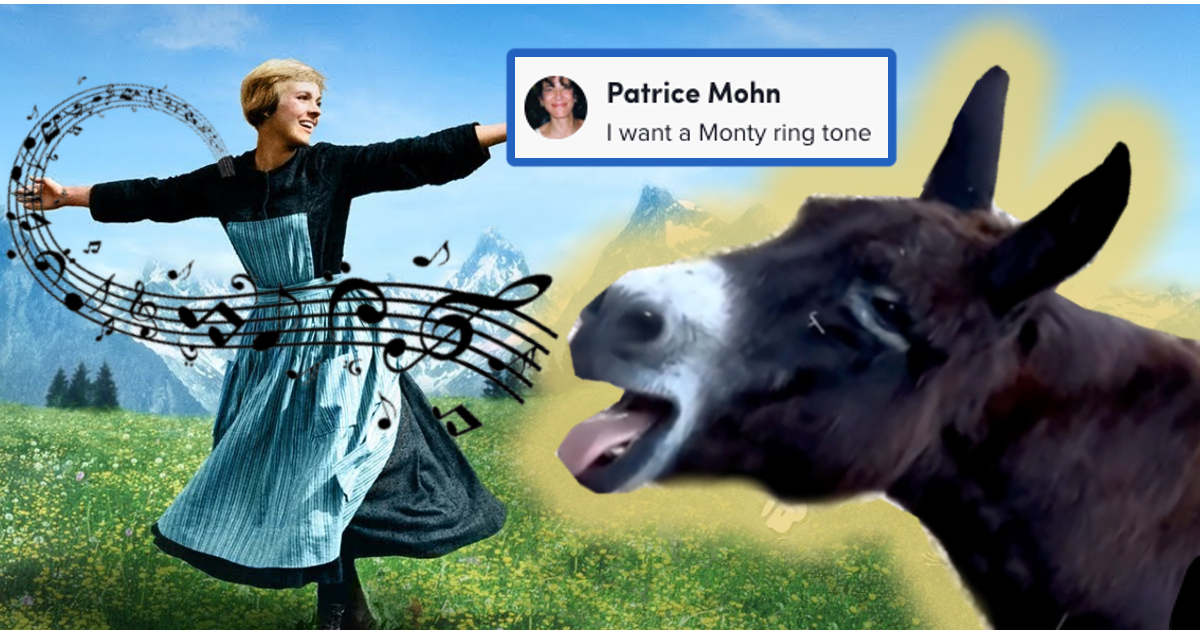 Monte the Singing Donkey Proves That He Has a Better Falsetto Than Any  Other Farm Animal - Animal Comedy - Animal Comedy, funny animals, animal  gifs