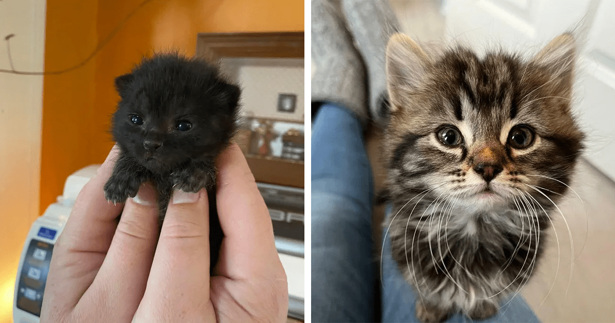 Cute Tiny Black Kitten  Cute funny animals, Kittens cutest, Black kitten