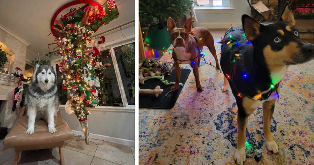 23 Joyful Disasters With Doggos Tangled Up In Christmas Lights - Animal ...