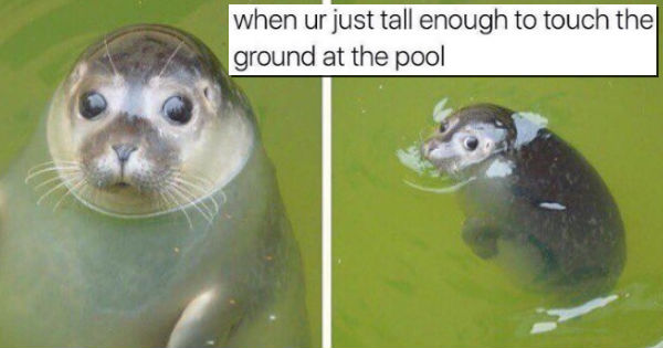 These 20 Animal Memes Are The Internet's Latest And Greatest - I Can 