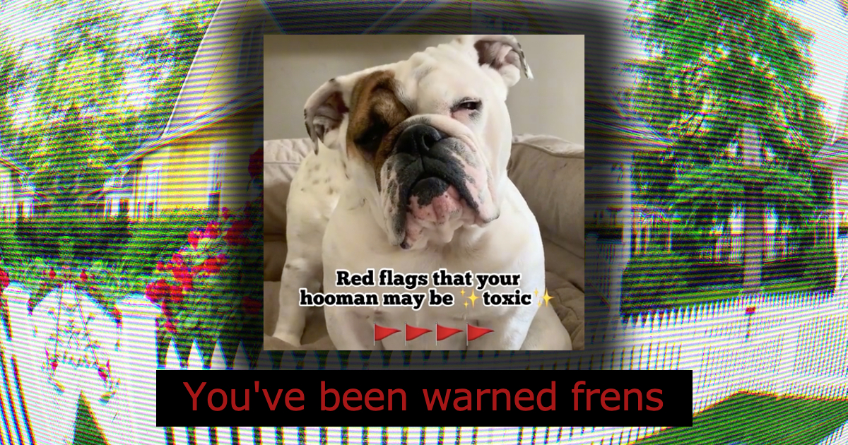 Eggnog the Sassy English Bulldog Trolls His Hoomans in a Telling Red
