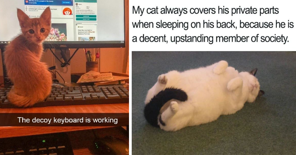 Presenting The Funniest Caturday Memes To The Supreme Cat Regime