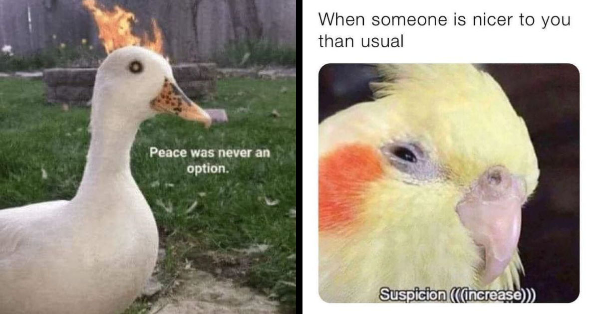 20+ Bird Memes For Fans of Our Feathered Friends - Memebase - Funny Memes