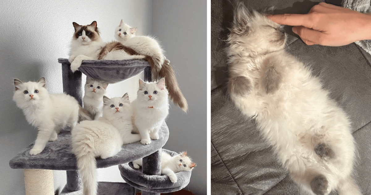 super fluffy kittens