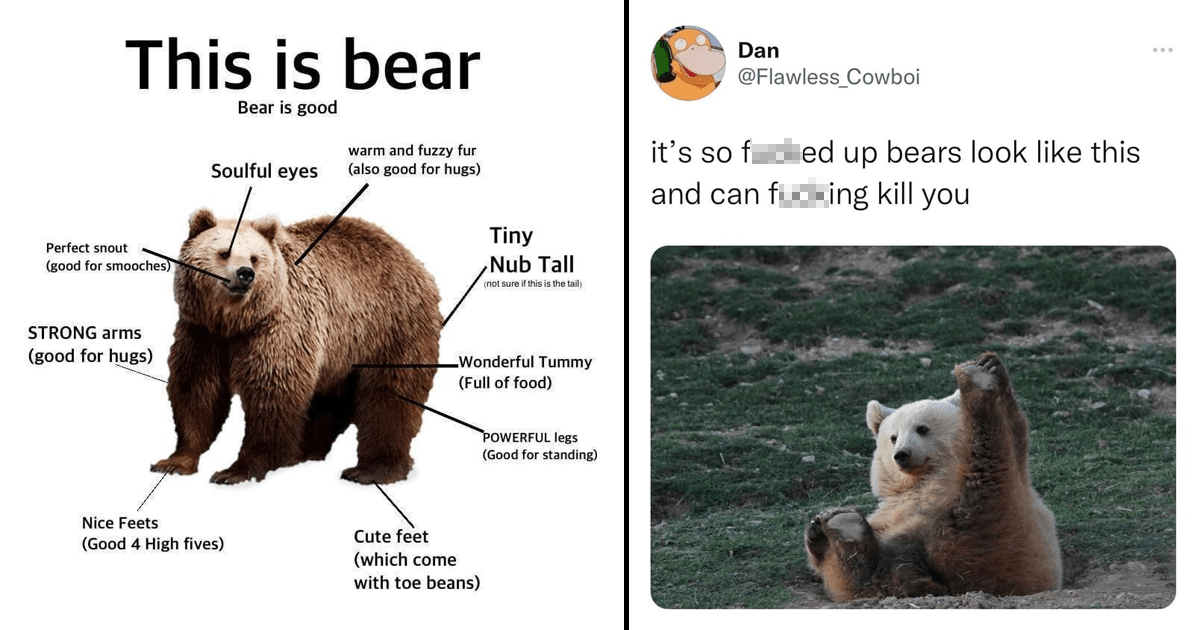 Bear Memes For People Who Just Want To Cuddle The Adorable Predators