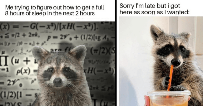 When life gives you trash, become a raccoon - funny raccoon quotes | Poster