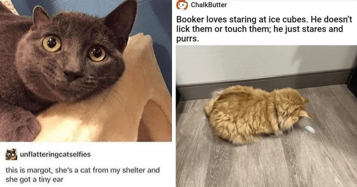 Caturday After-Party: Ultra Funny Cat Thread Filled With Goofy Memes ...