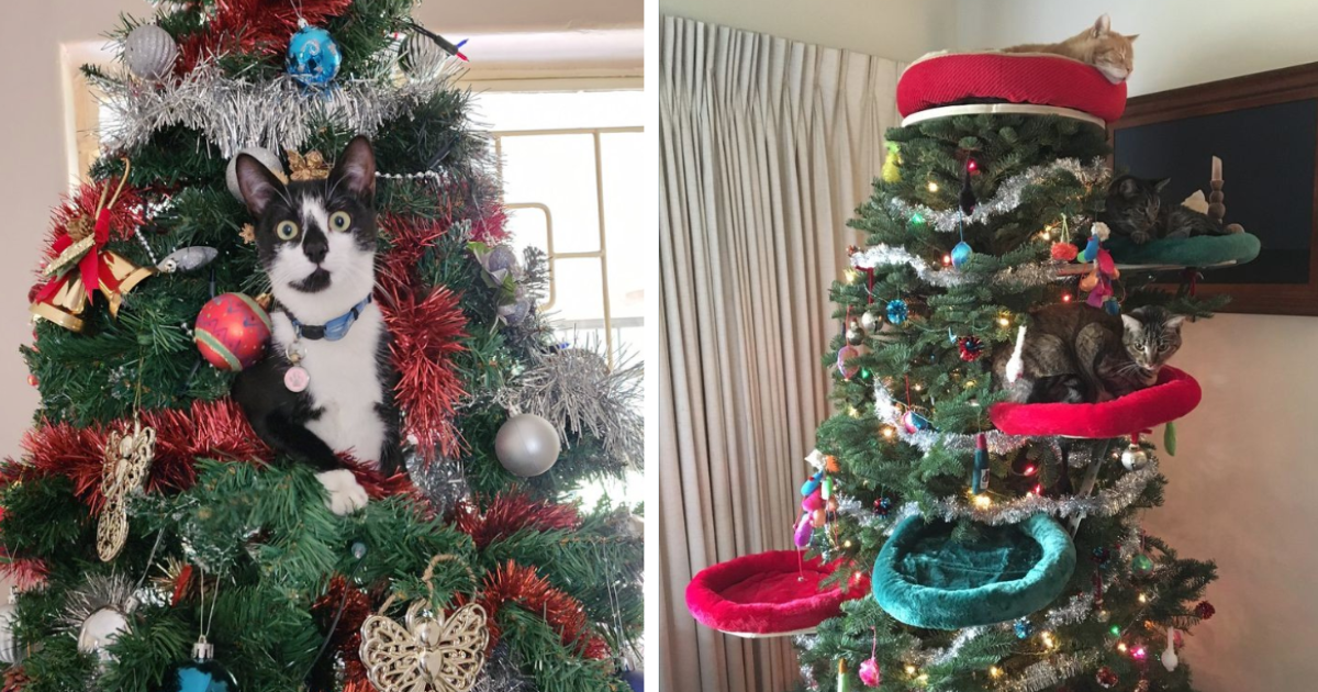 Merry Christmas! 18 Cats Tangled Up In Christmas Trees For One Last